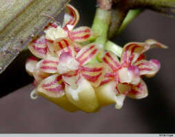 Robiquetia gautierensis: Robiquetia gautierensis (J.J.Sm.) Kocyan & Schuit. , flowers, front view, photo E.F. de Vogel, Leiden cult. 20031520 (Harris 1469) from Papua New Guinea, Gulf Prov.