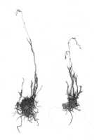 Octarrhena obovata: Octarrhena obovata (J.J.Sm.) P.Royen, as Chitonanthera obovata J.J.Sm., habit, photo of type specimen in J. J. Smith Archive, Lam 1607A