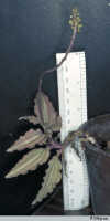 Crepidium hydrophilum: Crepidium hydrophilum (J.J.Sm.) Szlach., habit, photo P. O'Byrne, based on O'Byrne M020 from PNG
