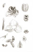 Octarrhena trigona: Octarrhena trigona (J.J.Sm.) P.Royen,  as Chitonanthera trigona J.J.Sm., floral analysis, drawing J.J. Smith, based on Lam 1738