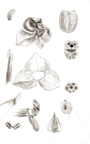 Octarrhena trigona