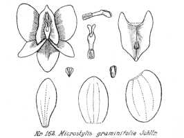 Crepidium graminifolium: Crepidium graminifolium (Schltr.) Szlach. (as Microstylis graminifolia Schltr.), drawing R. Schlechter in Repert. Spec. Nov. Regni Veg. Beih. 21 (1923) t. 47, fig. 162