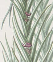 Oxystophyllum atropurpureum: overview