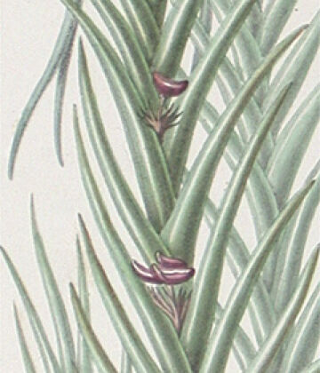 Oxystophyllum atropurpureum