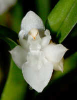 Agrostophyllum superpositum: Agrostophyllum superpositum Schltr. Flower, front view. Photo by Ed de Vogel, based on Leiden cult. 20030347 (de Vogel & Vogel)