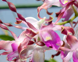 Dendrobium lasianthera: Dendrobium lasianthera J.J.Sm., flower, oblique front view, photo Ed de Vogel, National Capital Botanic Garden Port Moresby cult. s.n., from Papua New Guinea, locality not known