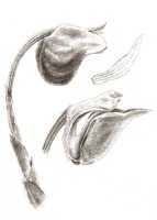 Mediocalcar versteegii: Mediocalcar versteegii J.J.Sm. subsp. versteegii (as Mediocalcar cluniforme J.J.Sm.), flower, lip, column and petal, drawing J.J. Smith, based on Janowsky 417