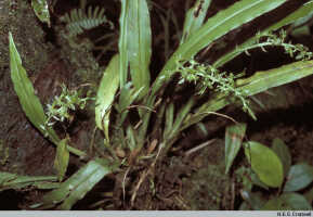 Liparis werneri: Liparis werneri Schltr., habit (in situ), photo N.E.G. Cruttwell, 12/80, PNG, Kabuisa