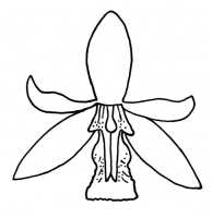 Coelogyne asperata: Cymbidium robustum Gilli, drawing A. Gilli in Ann. Naturhist. Mus. Wien 84, B (1980 publ. 1983) 22, fig. 10, based Gilli 546 (PNG, Kompiam) (holotype W)