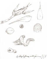 Bulbophyllum colliferum: Bulbophyllum colliferum J.J.Sm., floral analysis, drawing J.J. Smith, from Bogor cult. (Lorentz Exp., Rachmat 442) s.n.