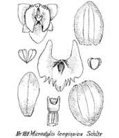 Crepidium longispicum: overview picture