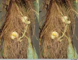 Bulbophyllum fibristectum: Bulbophyllum fibristectum J.J.Verm., stem with fibres and flowers, photo P. Jongejan, collection Royal Botanic Gardens, Kew, cult. P. Jongejan 3081, (holotype)