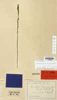 Crepidium moluccanum: Crepidium moluccanum (J.J.Sm.) XXX (as Microstylis moluccana J.J.Sm.), herbarium sheet, J.J. Smith s.n. (isotype specimen L, probably)