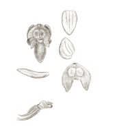 Crepidium dryadum: Crepidium dryadum (Schltr.) Szlach. (as Microstylis gibbosa J.J.Sm.), floral analysis, drawing J.J. Smith, based on Versteeg 1479