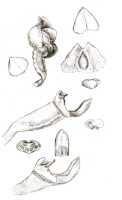 Octarrhena tenuis: Octarrhena tenuis (J.J.Sm.) J.J.Sm., floral analysis, drawing J.J. Smith, based on von Römer 1323