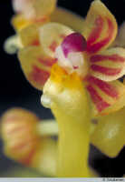Robiquetia wariana: Robiquetia gautierensis (J.J.Sm.) Kocyan & Schuit., flower, photo A. Schuiteman, Leiden cult. 981075 (Yumte), from Indonesia, Papua Barat Prov, Maybrat Regency