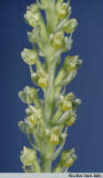 Hylophila gracilis: Hylophila gracilis Schltr., inflorescence, photo Royal Botanic Garden Edinburgh, based on Edinburgh cult. 681033