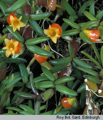 Mediocalcar decoratum