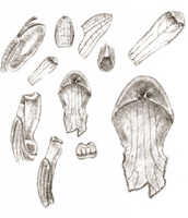 Dendrobium pseudopeloricum: overview