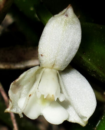 Dendrobium ledifolium