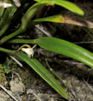 Dendrobium ledifolium: Dendrobium ledifolium J.J.Sm., plant habit, photo Stephany Pimm Lyon, from Papua New Guinea, Mount Wilhelm