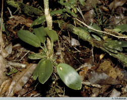 Dendrobium transversilobum: Dendrobium transversilobum J.J.Sm., in situ, at right juvenile specimen, photo A. Schuiteman
