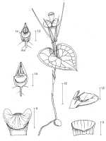 Corybas montisstellare: Corybas montisstellare P.Royen, draughtsperson not known, possibly Pieter van Royen, in Phanerog. Monogr. 16 (1983)  70, fig. 42