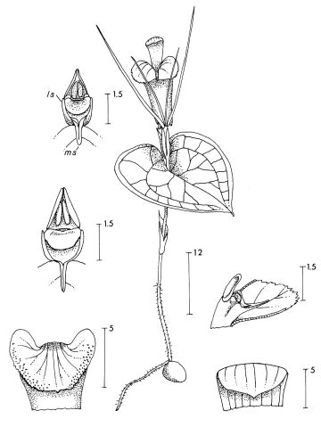 Corybas montisstellare