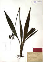 Calanthe reflexilabris: Calanthe reflexilabris J.J.Sm., herbarium sheet, Gjellerup 1020, holotype specimen (BO)