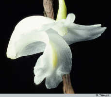 Dendrobium sphenochilum: Dendrobium sphenochilum F.Muell. & Kraenzl., flower, lateral view, photo D. Titmuss, based on D. Banks cult.