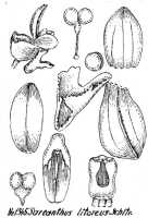 Cleisostoma litoreum: Sarcanthus litoreus Schltr., from Repert. Spec. Nov. Regni Veg. Beih. 21 (1928) t. 349, fig. 1345