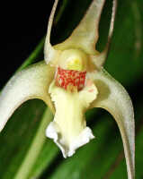 Dendrobium inauditum: Dendrobium inauditum Rchb.f., centre of flower, front view, photo Ed de Vogel Leiden cult. 20081574 (de Vogel & Raka), from Papua New Guinea, East New Britain Prov.