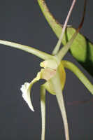 Dendrobium inauditum: Dendrobium inauditum Rchb.f., centre of flower, lateral view, photo Ed de Vogel Leiden cult. 20081574 (de Vogel & Raka), from Papua New Guinea, East New Britain Prov.
