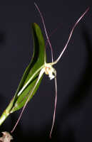 Dendrobium inauditum: Dendrobium inauditum Rchb.f., plant habit, photo Ed de Vogel Leiden cult. 20081574 (de Vogel & Raka), from Papua New Guinea, East New Britain Prov.