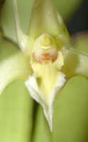 Dendrobium inauditum: Dendrobium inauditum Rchb.f., centre of flower, front view, photo Ed de Vogel Leiden cult. 20081836 (de Vogel & Raka), from Papua New Guinea, East New Britain Prov. 