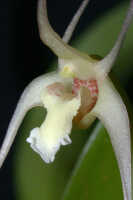 Dendrobium inauditum: Dendrobium inauditum Rchb.f., centre of flower, oblique front view, photo Ed de Vogel Leiden cult. 20081574 (de Vogel & Raka), from Papua New Guinea, East New Britain Prov.