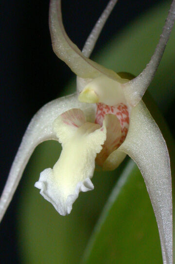 Dendrobium inauditum