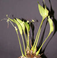 Dendrobium inauditum: Dendrobium inauditum Rchb.f., plant habit, photo Ed de Vogel, Leiden cult. 20081836 (de Vogel & Raka), from Papua New Guinea, East New Britain Prov.