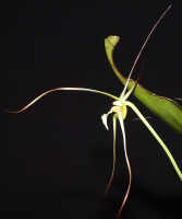 Dendrobium inauditum: Dendrobium inauditum Rchb.f., plant habit, photo Ed de Vogel Leiden cult. 20081836 (de Vogel & Raka), from Papua New Guinea, East New Britain Prov.