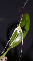 Dendrobium inauditum: Dendrobium inauditum Rchb.f., plant habit, photo Ed de Vogel Leiden cult. 20081574 (de Vogel & Raka), from Papua New Guinea, East New Britain Prov.