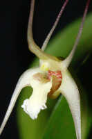 Dendrobium inauditum: Dendrobium inauditum Rchb.f., centre of flower, oblique front view, photo Ed de Vogel Leiden cult. 20081574 (de Vogel & Raka), from Papua New Guinea, East New Britain Prov.