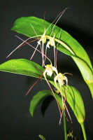 Dendrobium inauditum: Dendrobium inauditum Rchb.f., plant habit, photo Ed de Vogel, Leiden cult. 20081853 (de Vogel & Raka), from Papua New Guinea, East New Britain Prov.
