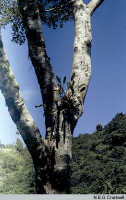 Dendrobium regale: Dendrobium regale Schltr., in situ, photo N.E.G. Cruttwell, based on Cruttwell (7/84, PNG, Munimun)