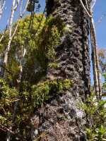 Octarrhena filiformis: Octarrhena filiformis (L.O.Williams) P.Royen,  plant in situ on tree trunk, photo Graham Corbin, from Papua New Guinea, Chimbu Prov., Mount Wilhelm