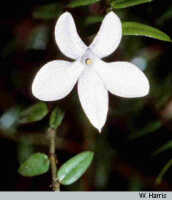 Glomera amboinensis: overview picture