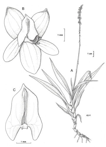 Crepidium graminifolium