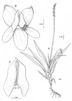 Crepidium graminifolium: Crepidium graminifolium (Schltr.) Szlach. (as Pseudoliparis graminifolia (Schltr.) Szlach. & Marg.) Drawing Szlachetko in Adansonia 21 (1999) 277.