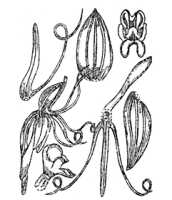 Habenaria novaehiberniae: Habenaria novaehiberniae Schltr., from Repert. Spec. Nov. Regni Veg. Beih. 21 (1923) t. 7, fig. 20, partial