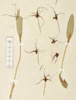 Dendrobium tortitepalum: Dendrobium tortitepalum J.J.Sm., detail of isosyntype specimen: Bogor cult. (Feuilletau de Bruyn, leg. Ajoeb) 10 (L)