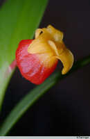 Mediocalcar versteegii: Mediocalcar versteegii J.J.Sm. subsp. versteegii, flower, oblique lateral view, photo E.F. de Vogel, Leiden cult. 20031508